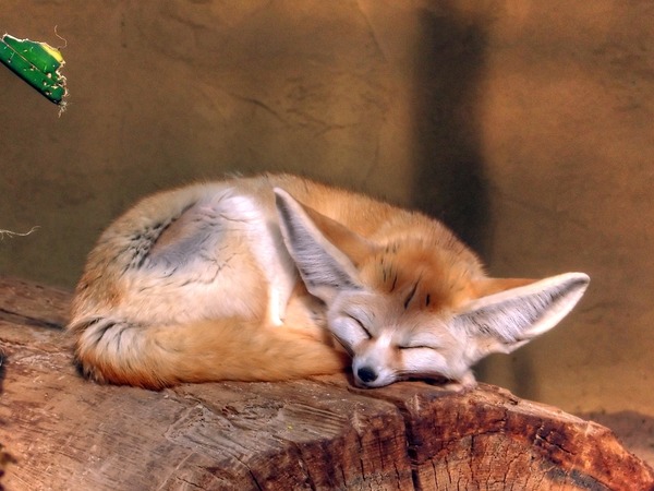 fennec fox
